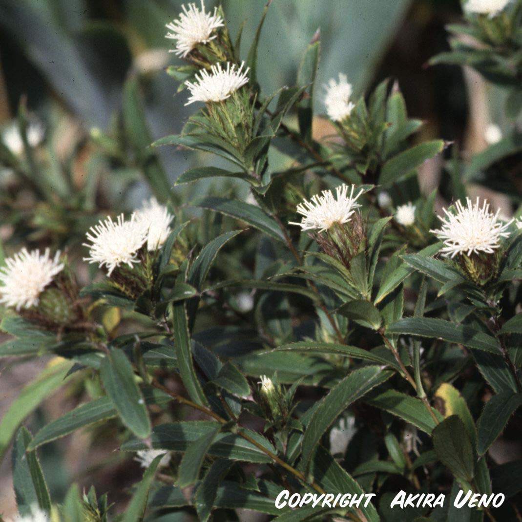 ホソバオケラ（サドオケラ）