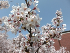 お花見