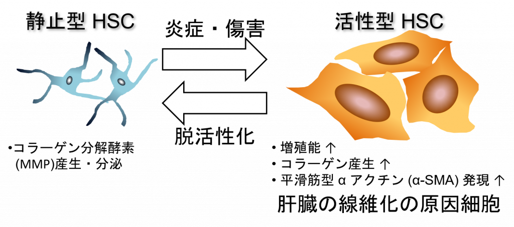 線維症と肝硬変の危険因子には違いがありますか?