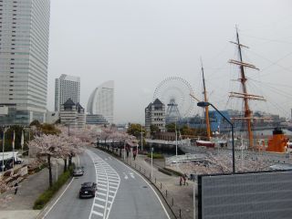 日本薬学会第133年会2013