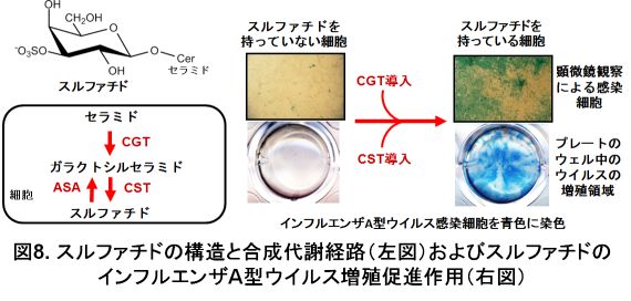 図8