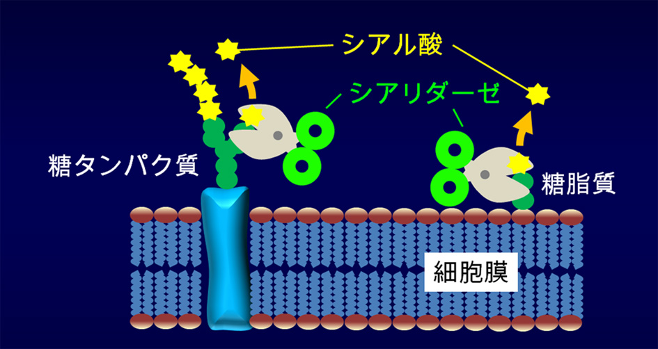 図1