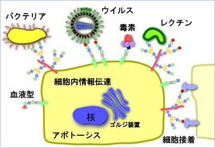 糖鎖の機能